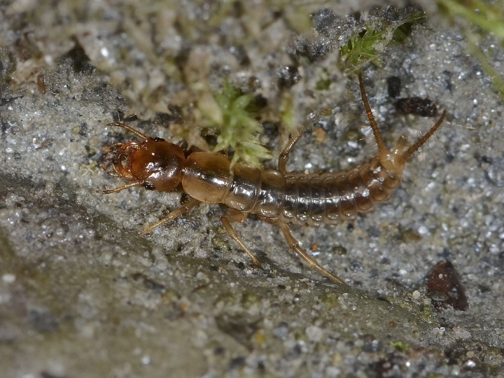 Larva di carabidae parassitata